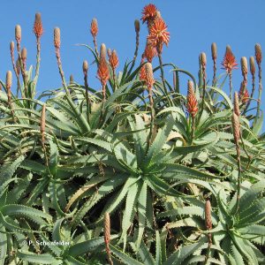 Aloe Arborescens Miller